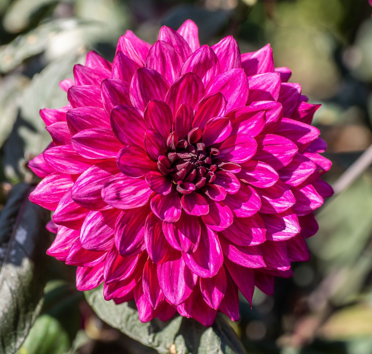 Dahlie Purple Flame - Dahlia Purple Flame günstig kaufen