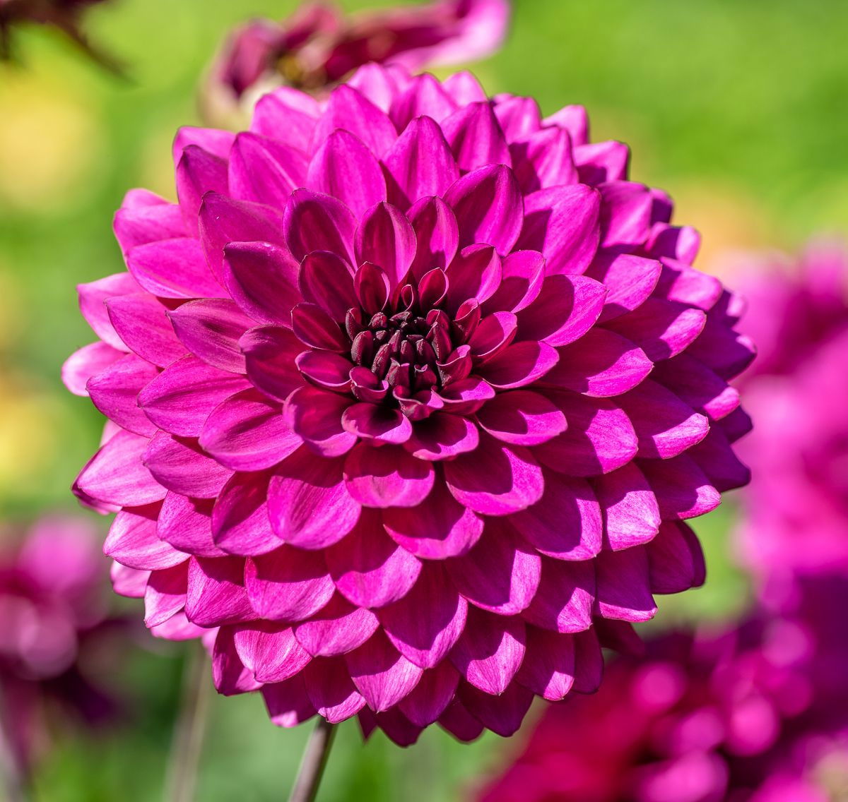 Dahlie Purple Flame - Dahlia Purple Flame günstig kaufen