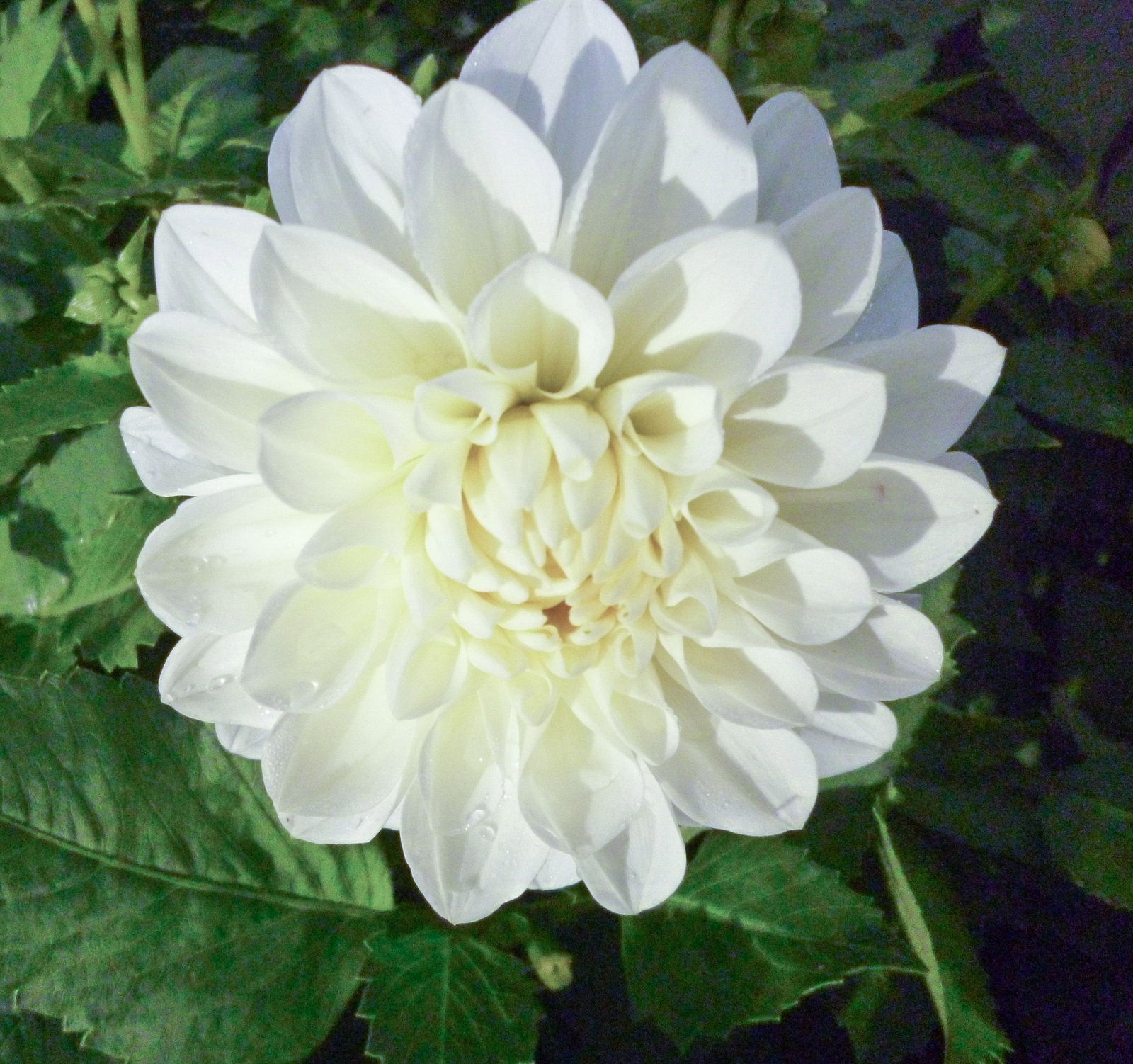 Dahlie Snowstorm - Dahlia Snowstorm gnstig kaufen
