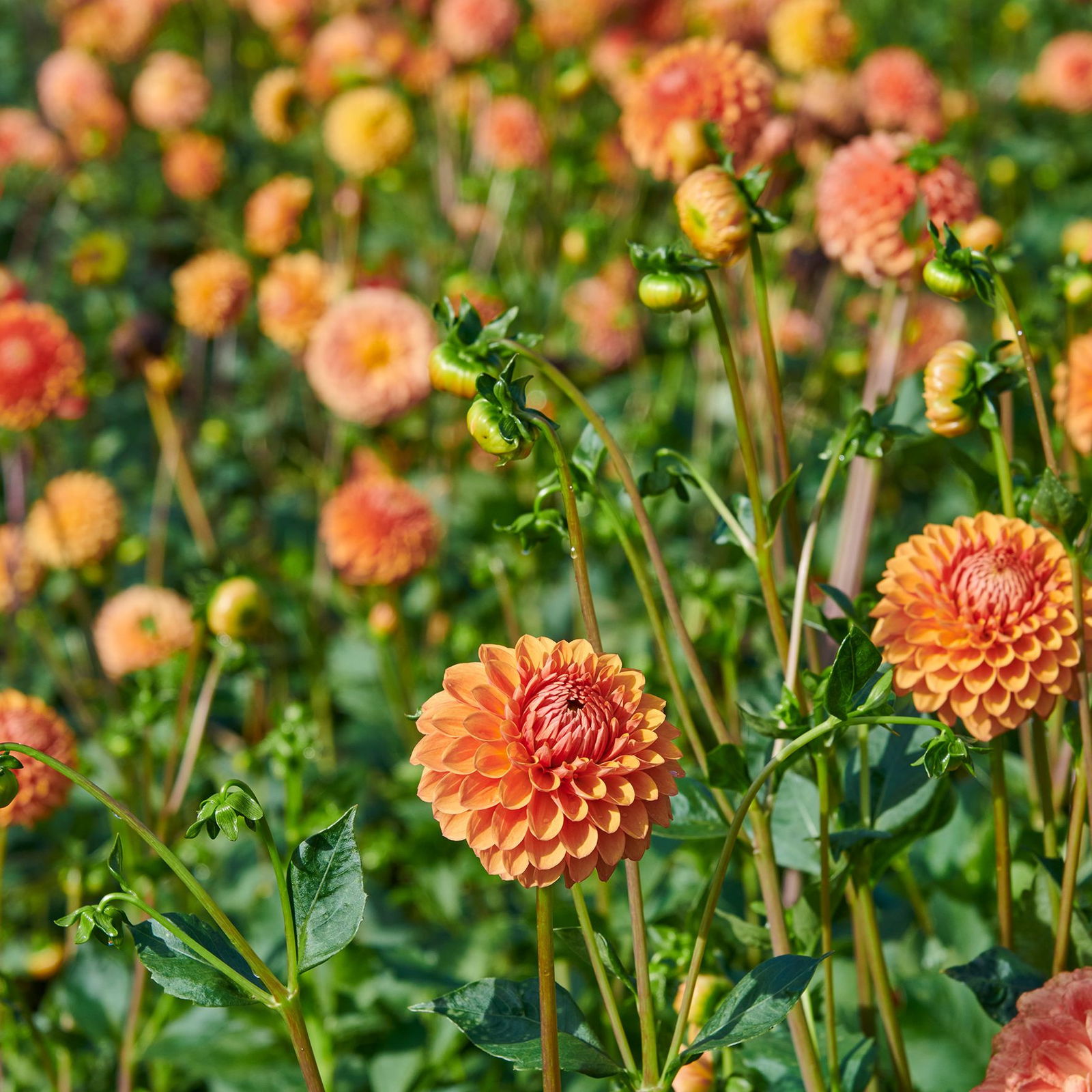 Dahlie Beatrice - Dahlia Beatrice günstig kaufen