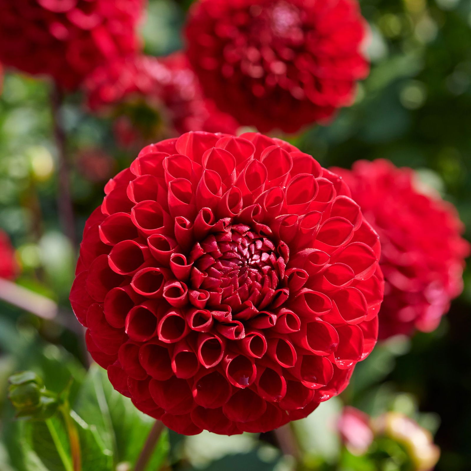 Dahlie Red Fox - Dahlia Red Fox günstig kaufen
