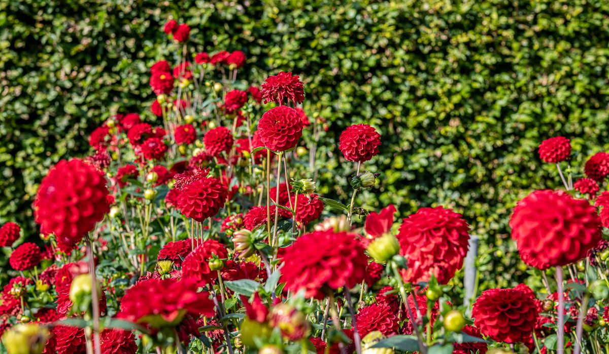 Dahlie Red Fox - Dahlia Red Fox günstig kaufen