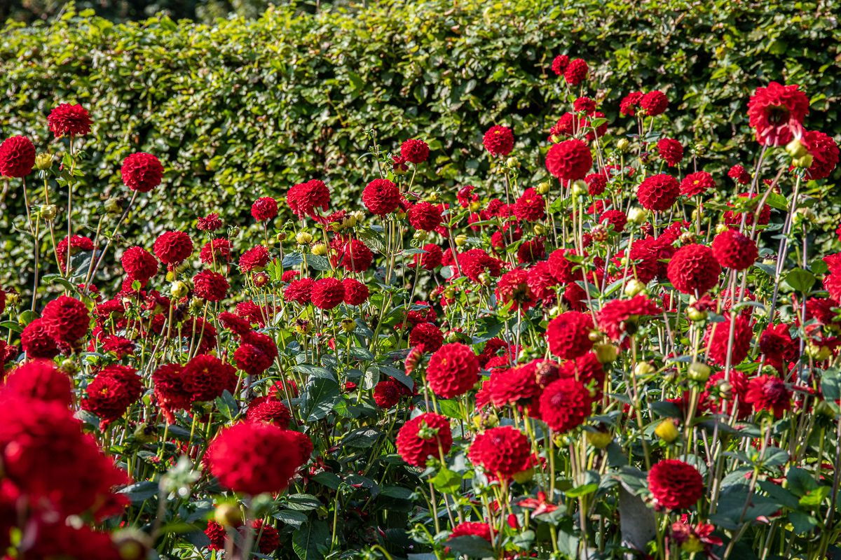 Dahlie Red Fox - Dahlia Red Fox günstig kaufen