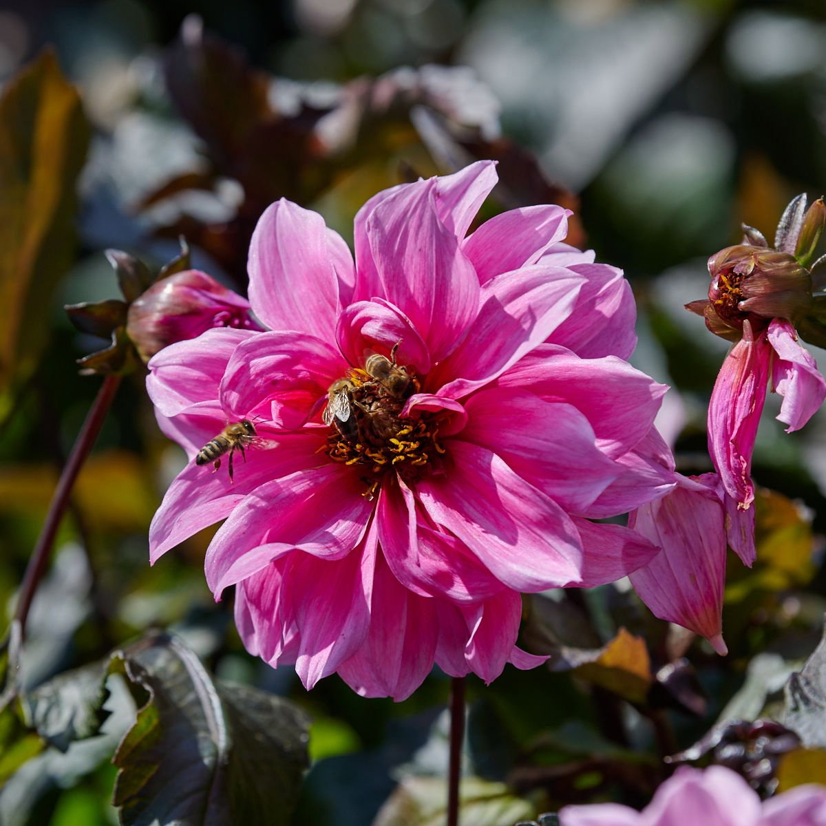 Dahlie Fascination - Dahlia Fascination gnstig kaufen