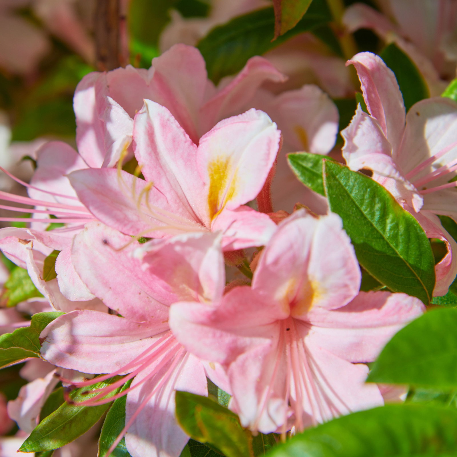 Azalee Juliduft - Rhododendron viscosa Juliduft gnstig kaufen