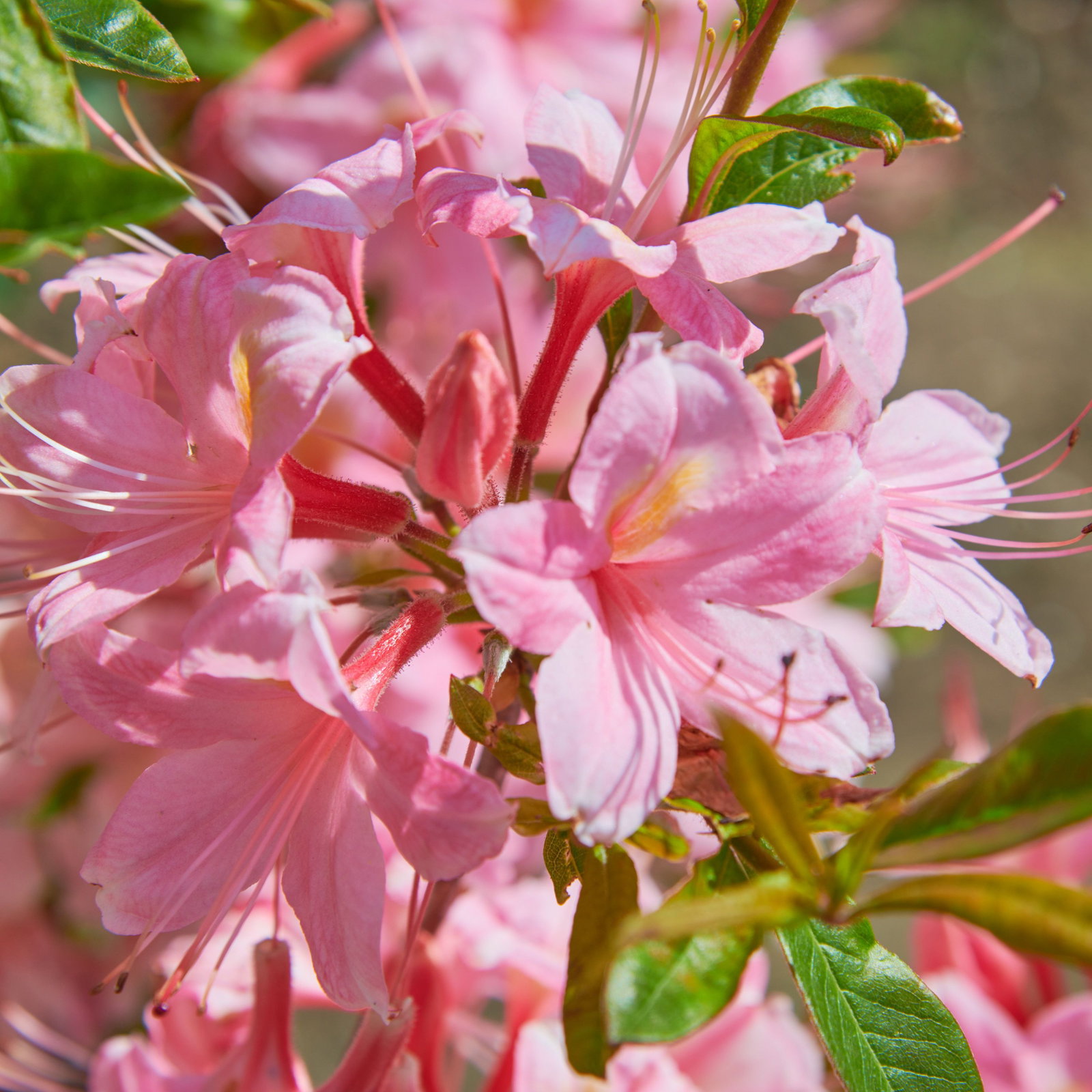 Azalee Juliduft - Rhododendron viscosa Juliduft gnstig kaufen