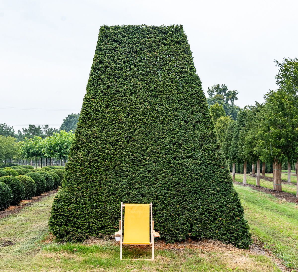 Eibe Formgehlz - Taxus baccata Formgehlz gnstig kaufen