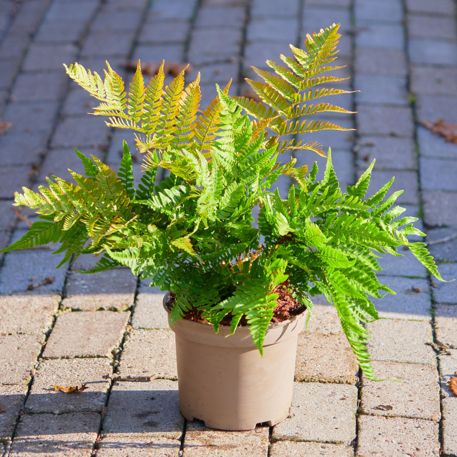 Rotschleierfarn Autumn - Dryopteris erythrosora Autum gnstig kaufen
