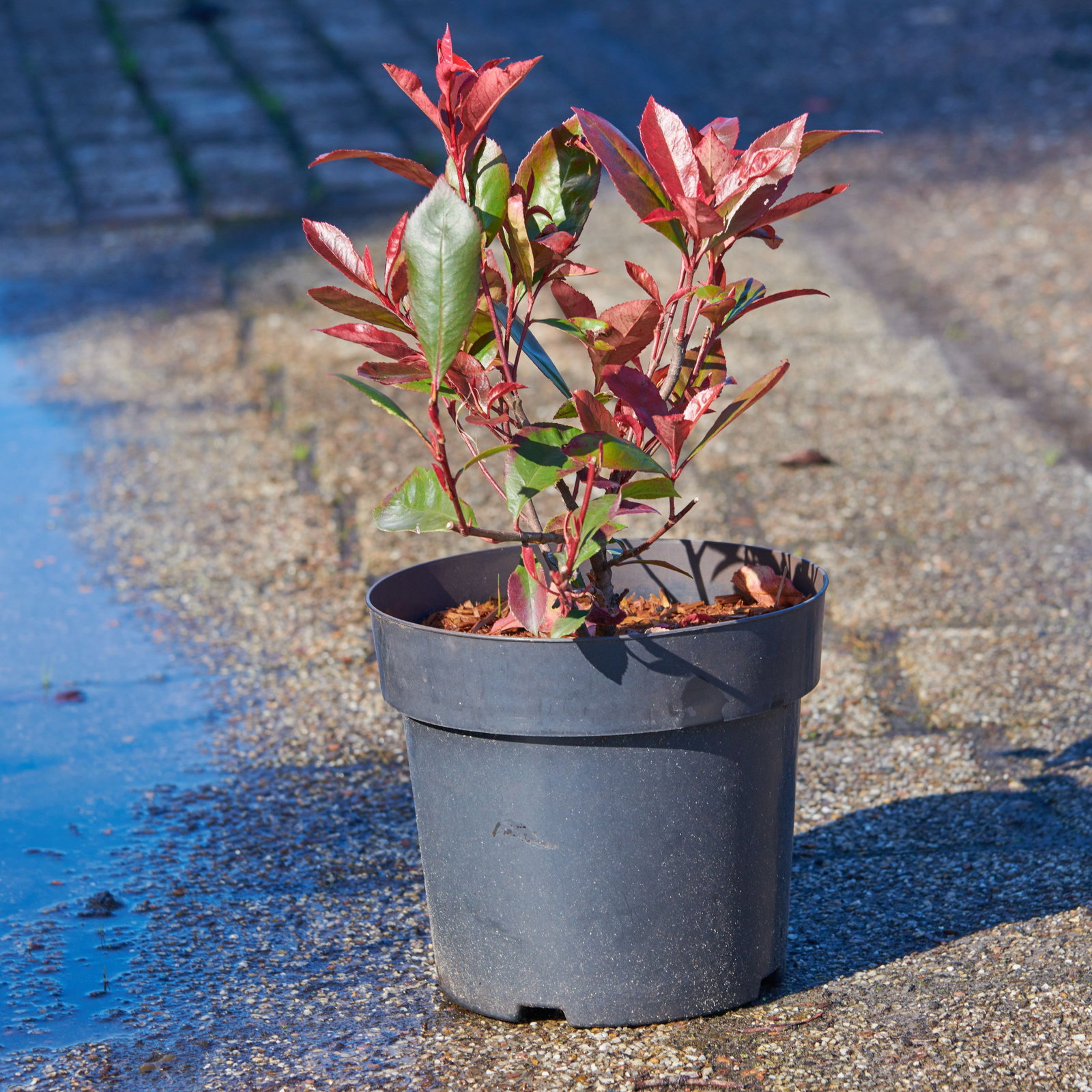 Glanzmispel Mandarino - Photinia fraseri Mandarino gnstig kaufen
