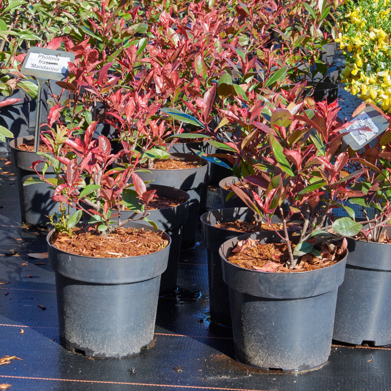 Glanzmispel Mandarino - Photinia fraseri Mandarino gnstig kaufen