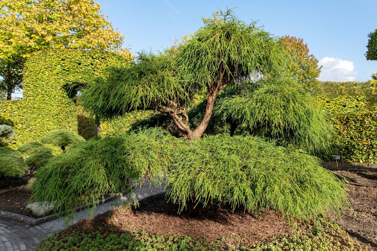 Grne Fadenzypresse Bonsai - Chamaecyparis pisifera Filifera Bonsai gnstig  kaufen