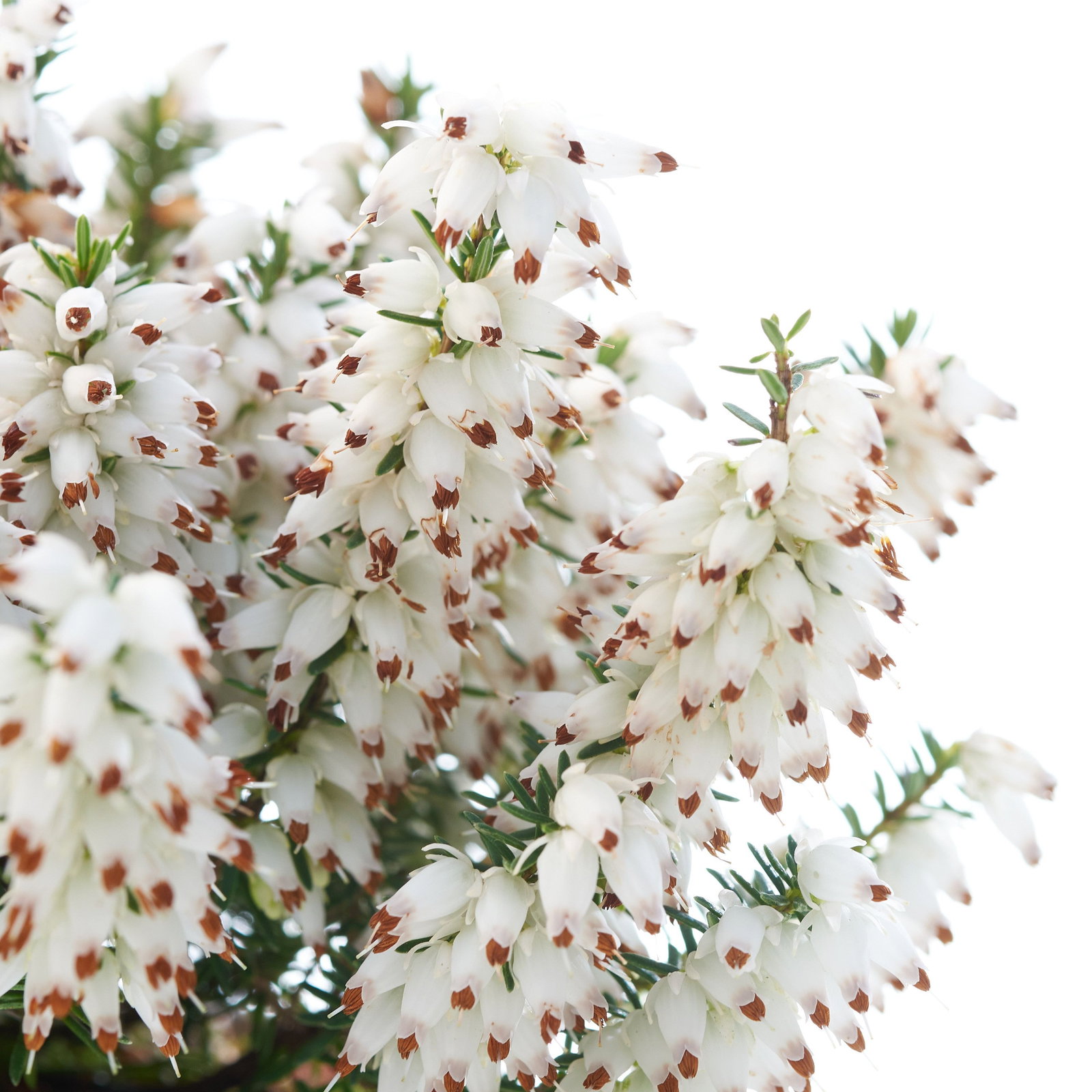 Schneeheide Steffi - Erica carnea Steffi gnstig kaufen