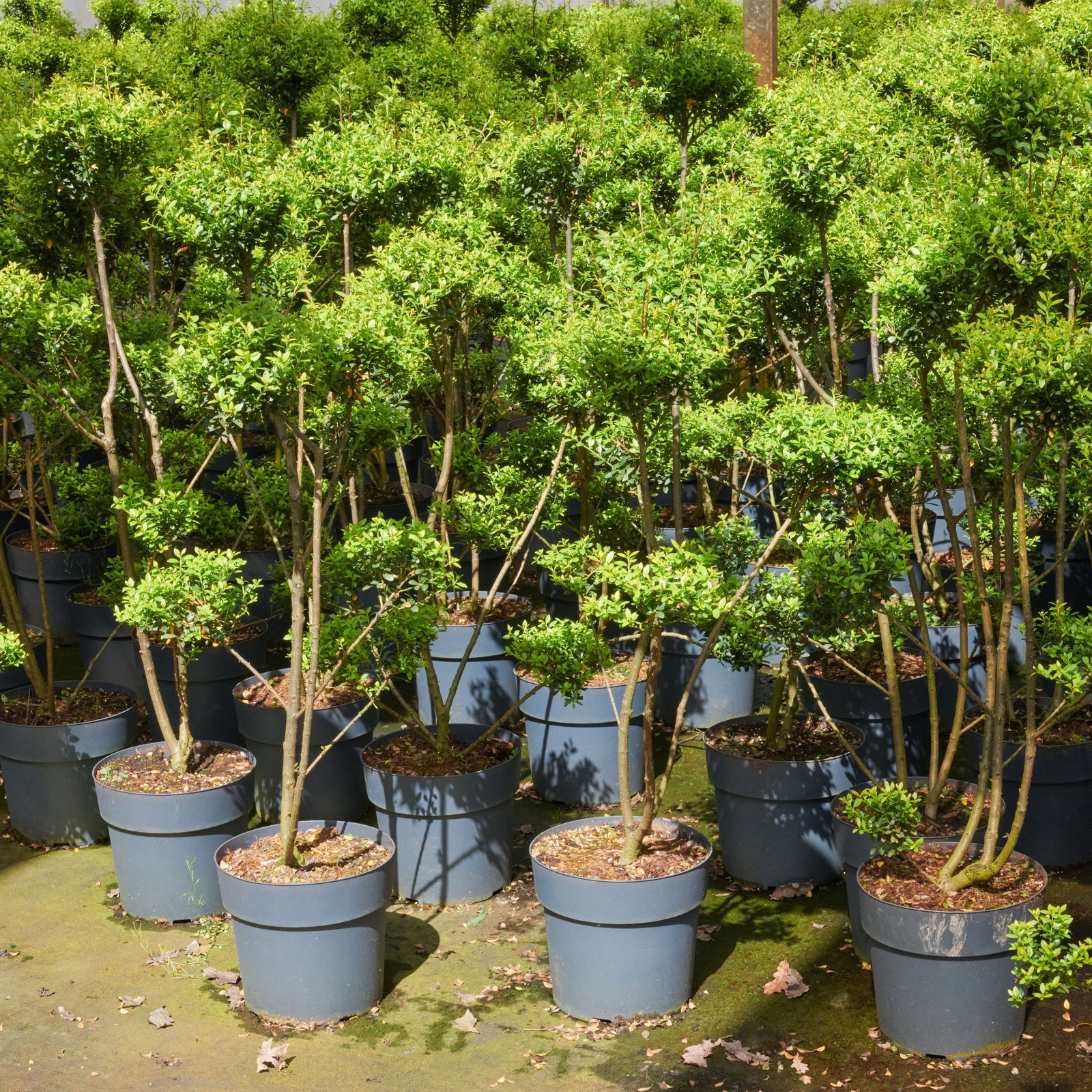thuja abtöten Thuja occidentalis 'Anna van Vloten' Anna's Magic Ball® PP#25,868 –  Nurseries Caroliniana main image 1