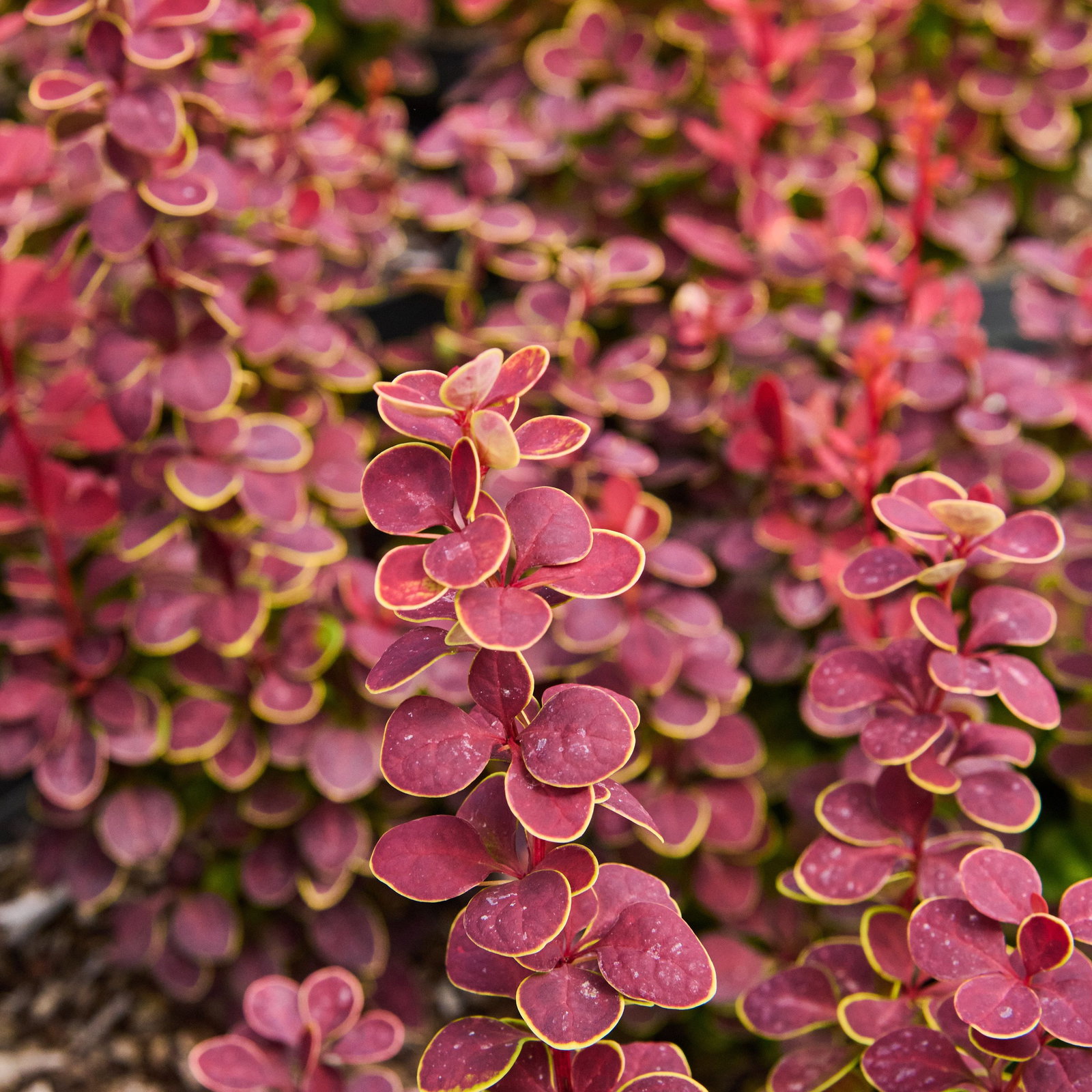 Berberitze Orange Sunrise - Berberis thunbergii Orange Sunrise gnstig  kaufen