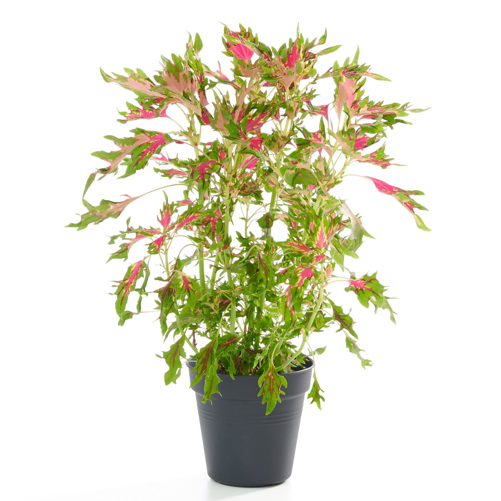 Coleus blumei - Buntnessel | jetzt gnstig online kaufen bei pflanzmich.de!