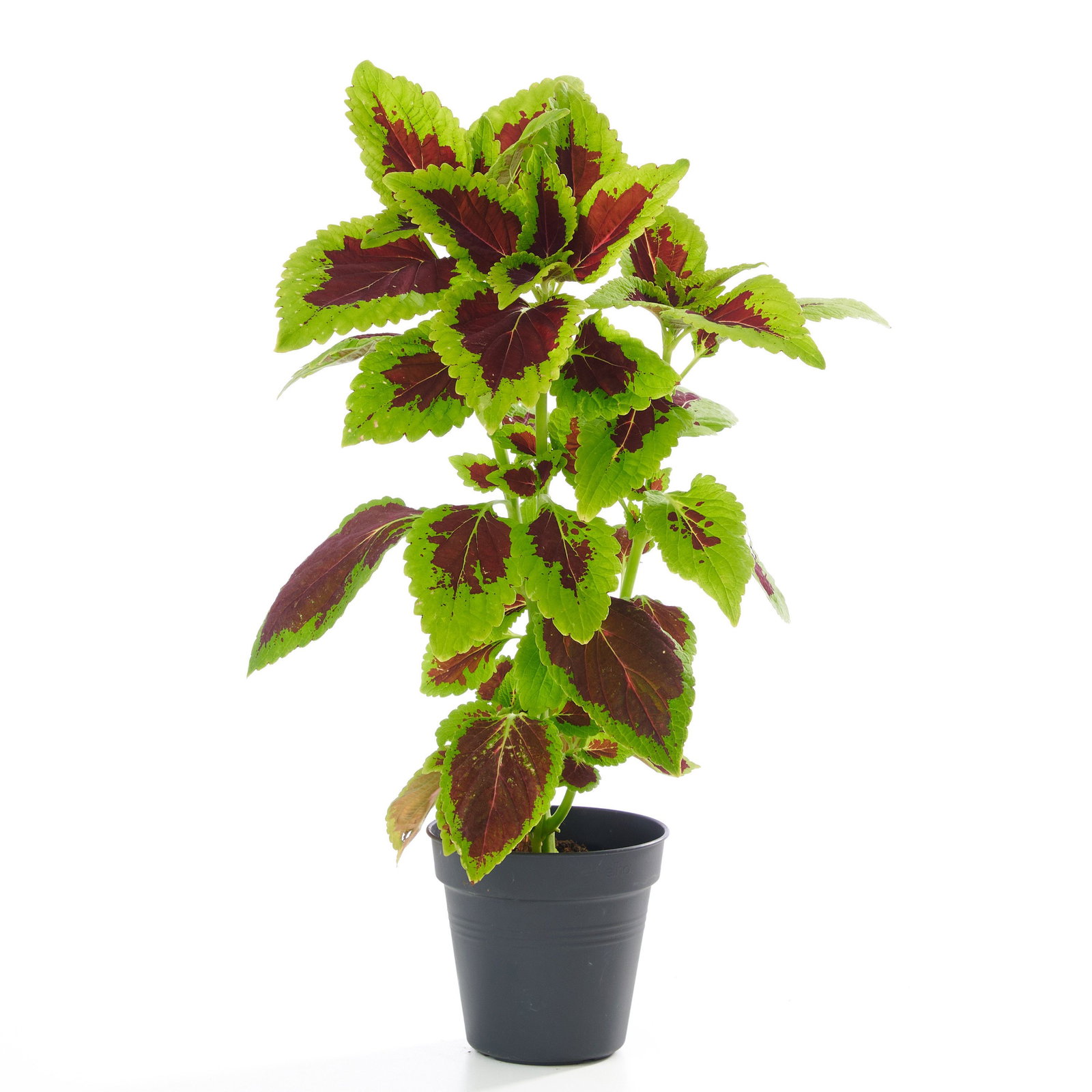 Coleus blumei - Buntnessel | jetzt gnstig online kaufen bei pflanzmich.de!