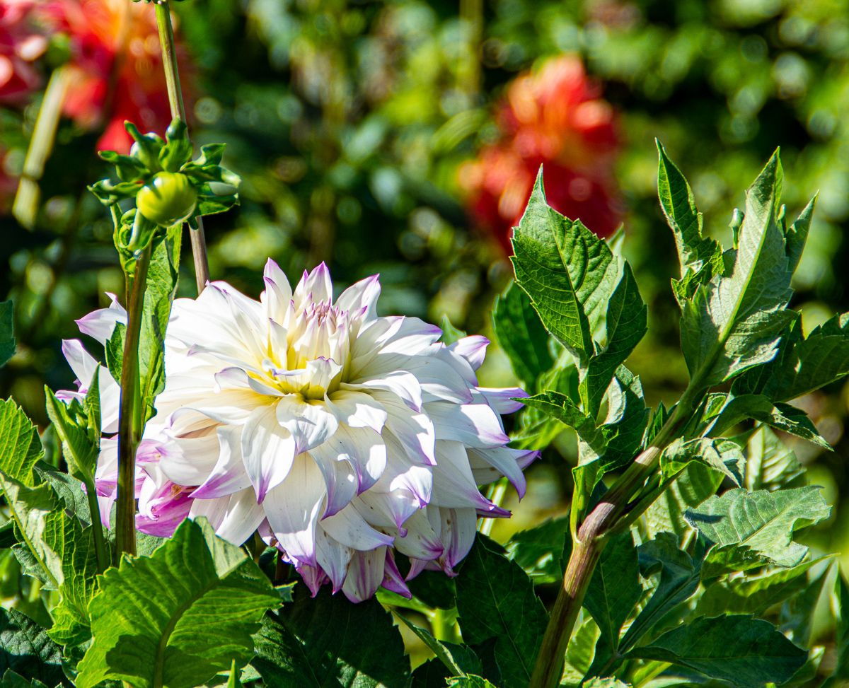 Dahlie Hapet Blue Eyes - Dahlia Blue Eyes ® günstig kaufen