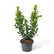 Stechpalme Heckenstar  - Ilex meserveae Heckenstar  gnstig kaufen