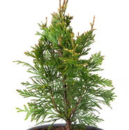Lebensbaum Can-Can - Thuja plicata Can-Can gnstig kaufen