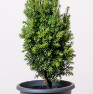 Eibe Germers Gold - Taxus baccata Germers Gold gnstig kaufen