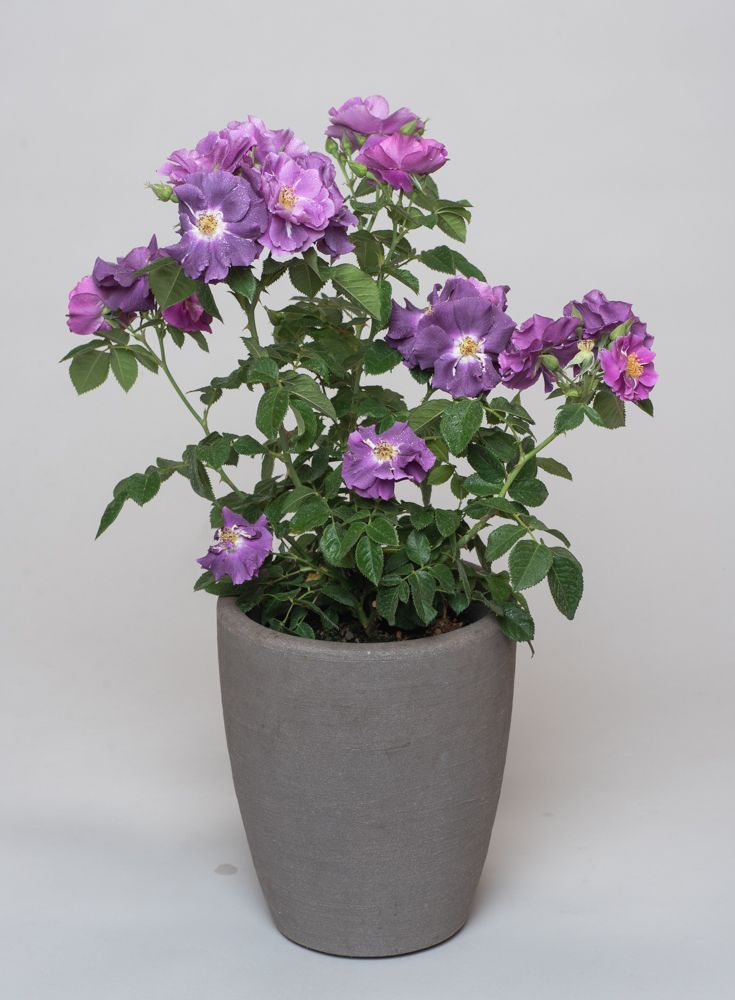 Rosa Rhapsody Rose Rhapsody in Blue - Rosa Rhapsody in Blue günstig kaufen