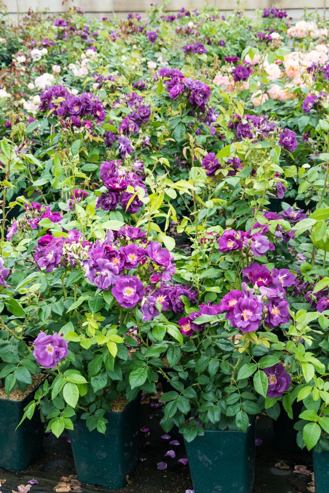 Rosa Rhapsody Rose Rhapsody in Blue - Rosa Rhapsody in Blue günstig kaufen