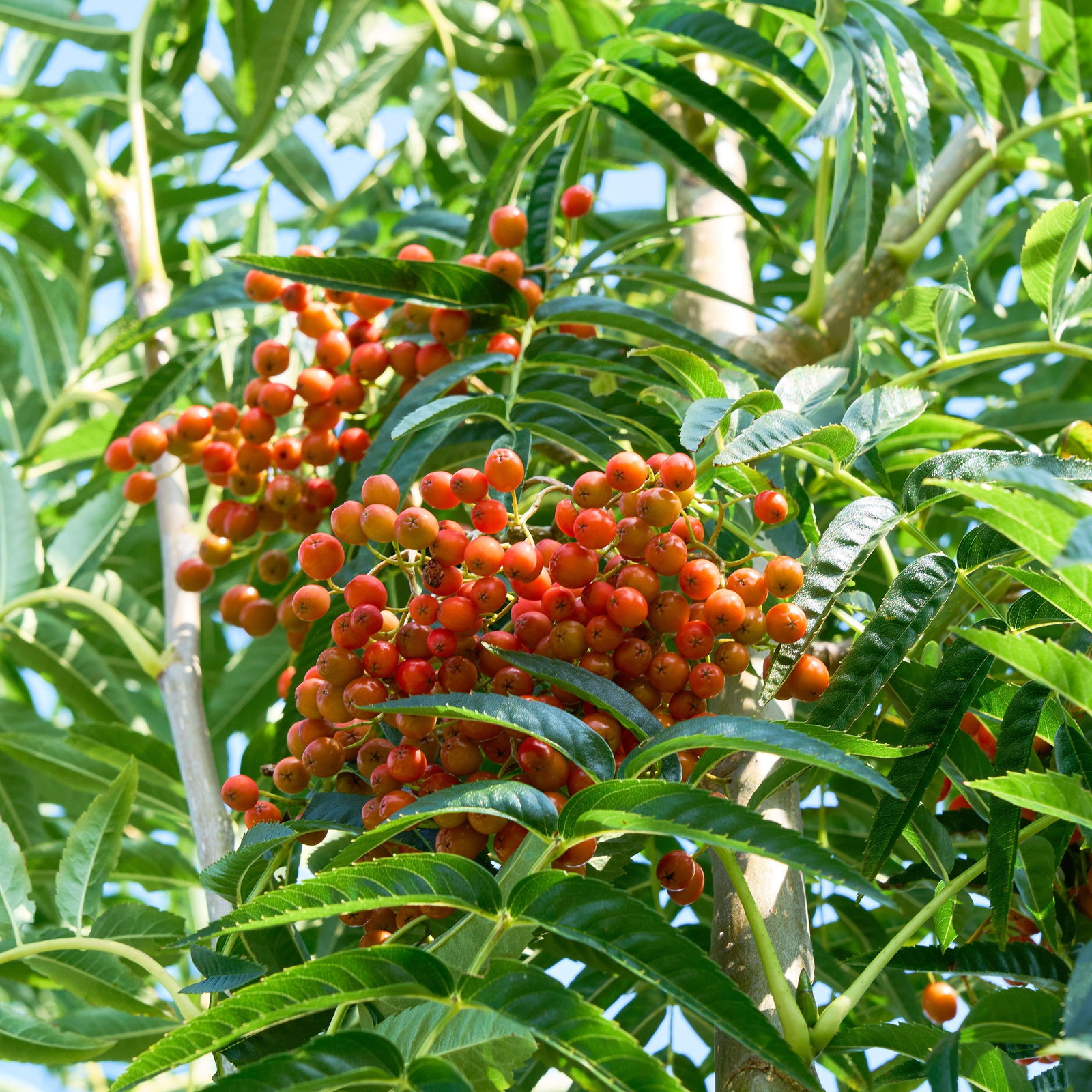 Eberesche Dodong - Sorbus ulleungensis Dodong gnstig kaufen