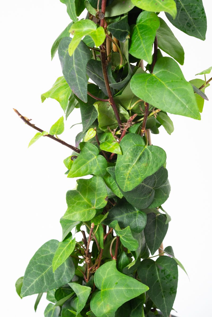 glanzmispel hochstamm düngen Purpur-Glanzmispel als Hochstamm kaufen | Photinia fraseri 'Red Robin'