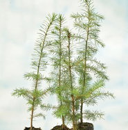 Amerikanische Douglasie - Pseudotsuga menziesii var. menziesii gnstig  kaufen