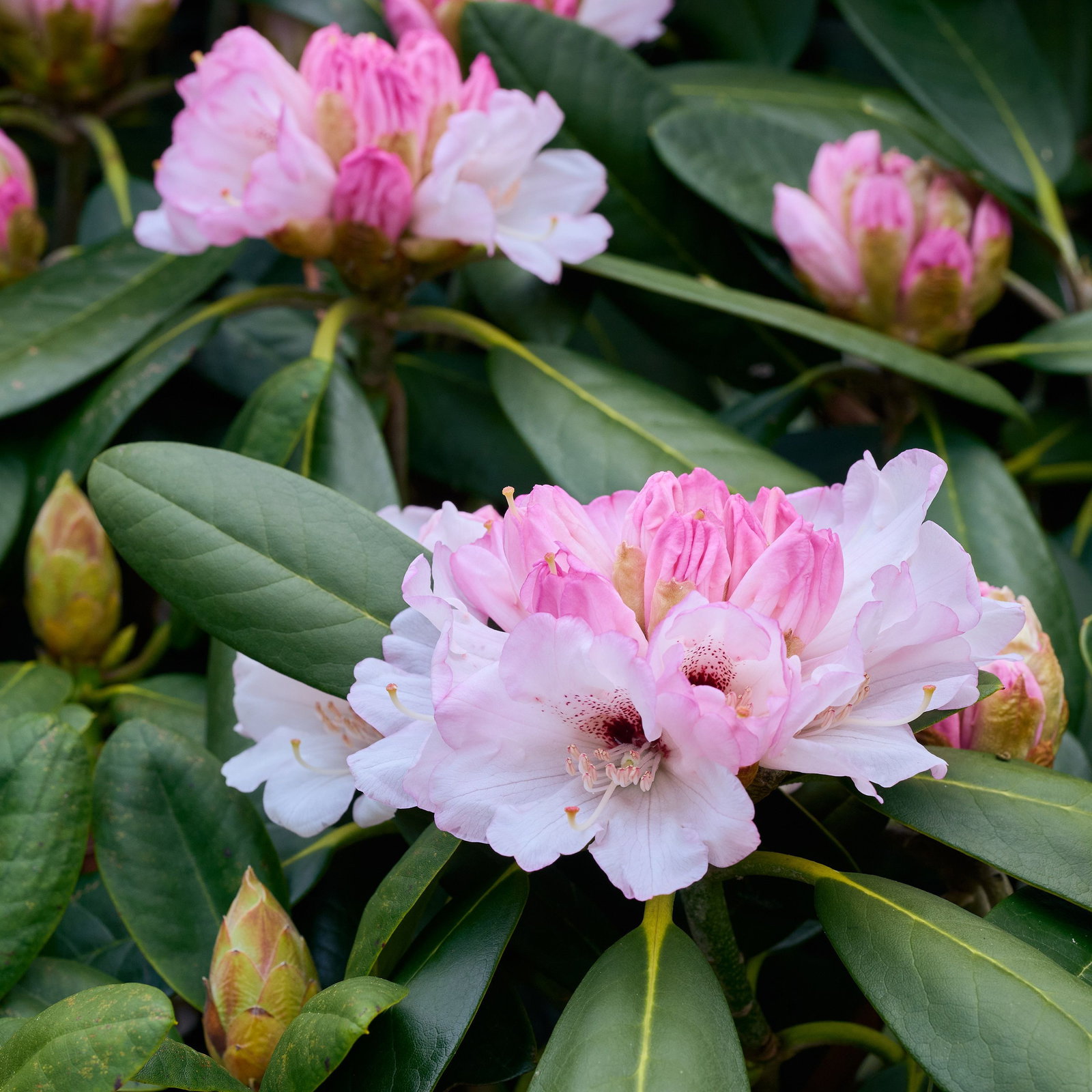 Rhododendron Great Dane - Rhododendron rex Great Dane gnstig kaufen