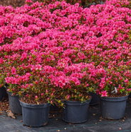 Japanische Azalee Michiko - Rhododendron obtusum Michiko gnstig kaufen