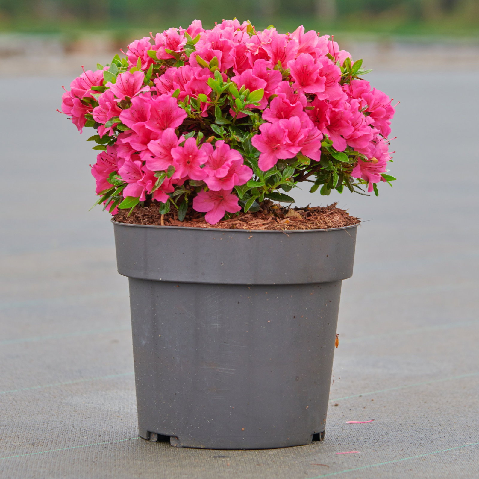 Japanische Azalee Michiko - Rhododendron obtusum Michiko gnstig kaufen