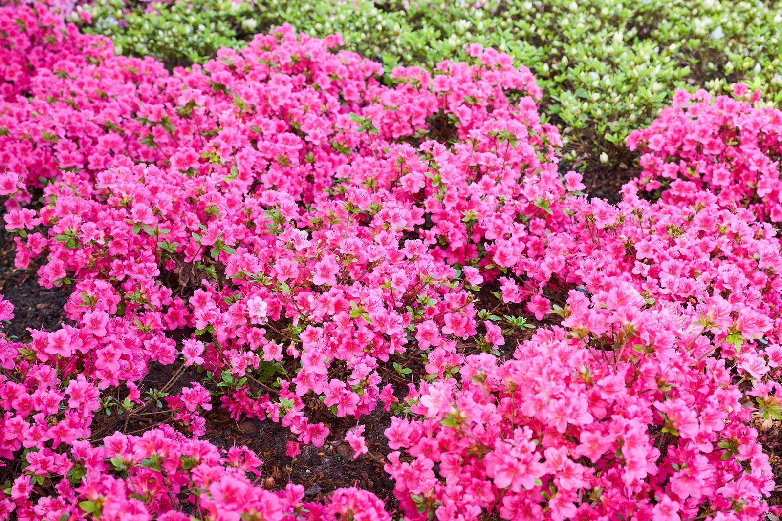 Japanische Azalee Michiko - Rhododendron obtusum Michiko gnstig kaufen