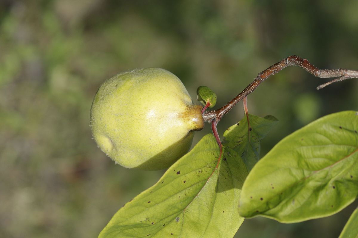 Cydonia Portugiesische Birnenquitte Portugiesische Birnenquitte