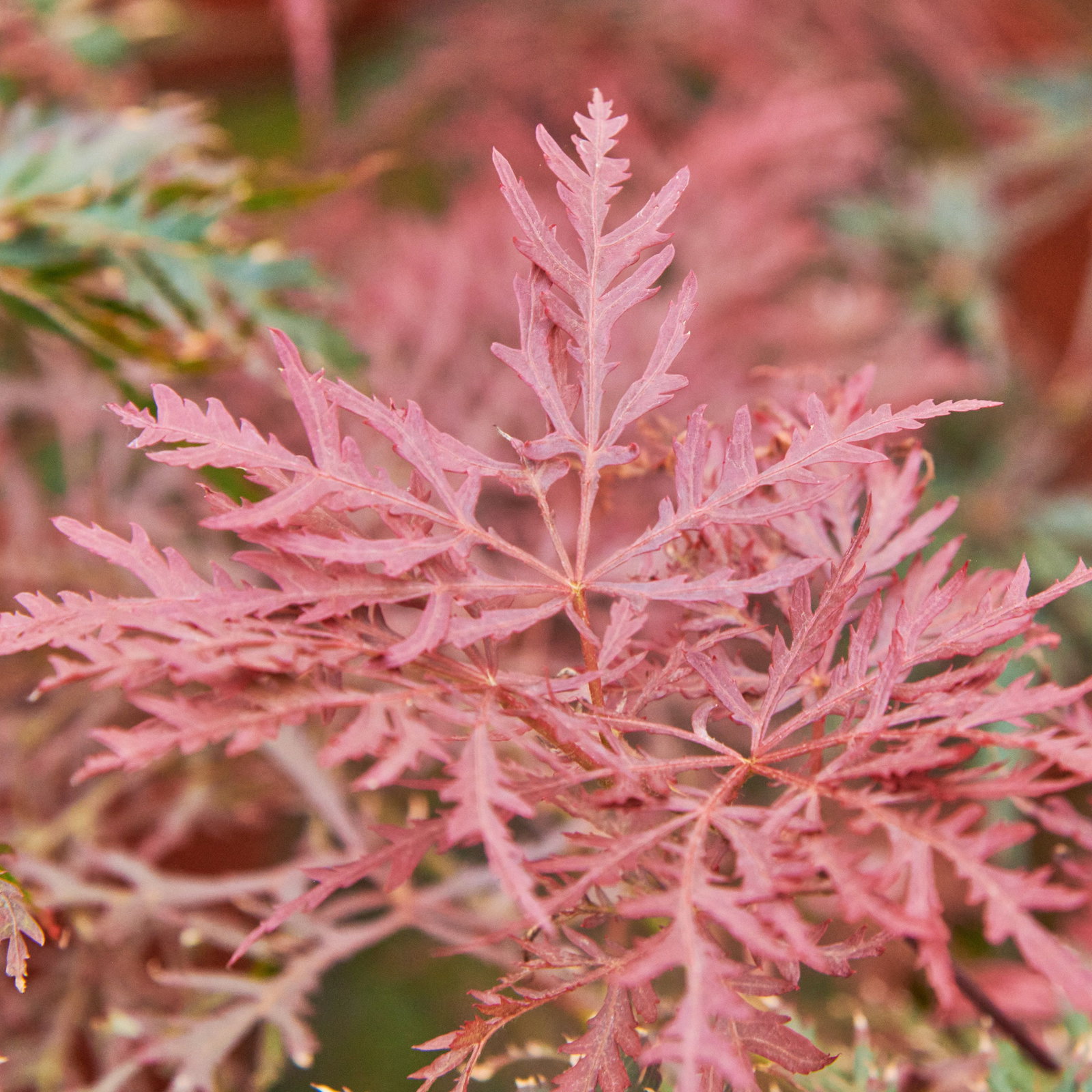 Acer palmatum Dissectum Garnet - Japanischer Roter Schlitzahorn Garnet |  gnstig kaufen!
