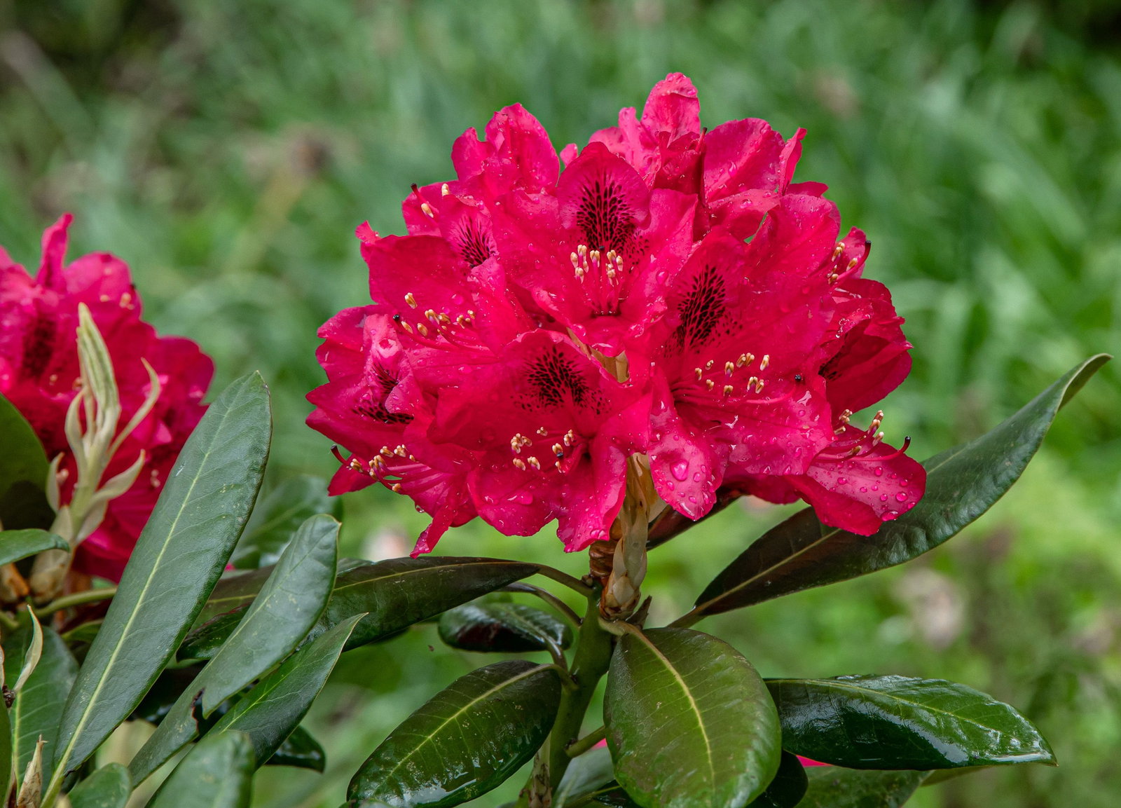 Rhododendron hybride Abba - Rhododendron hybride Abba gnstig kaufen