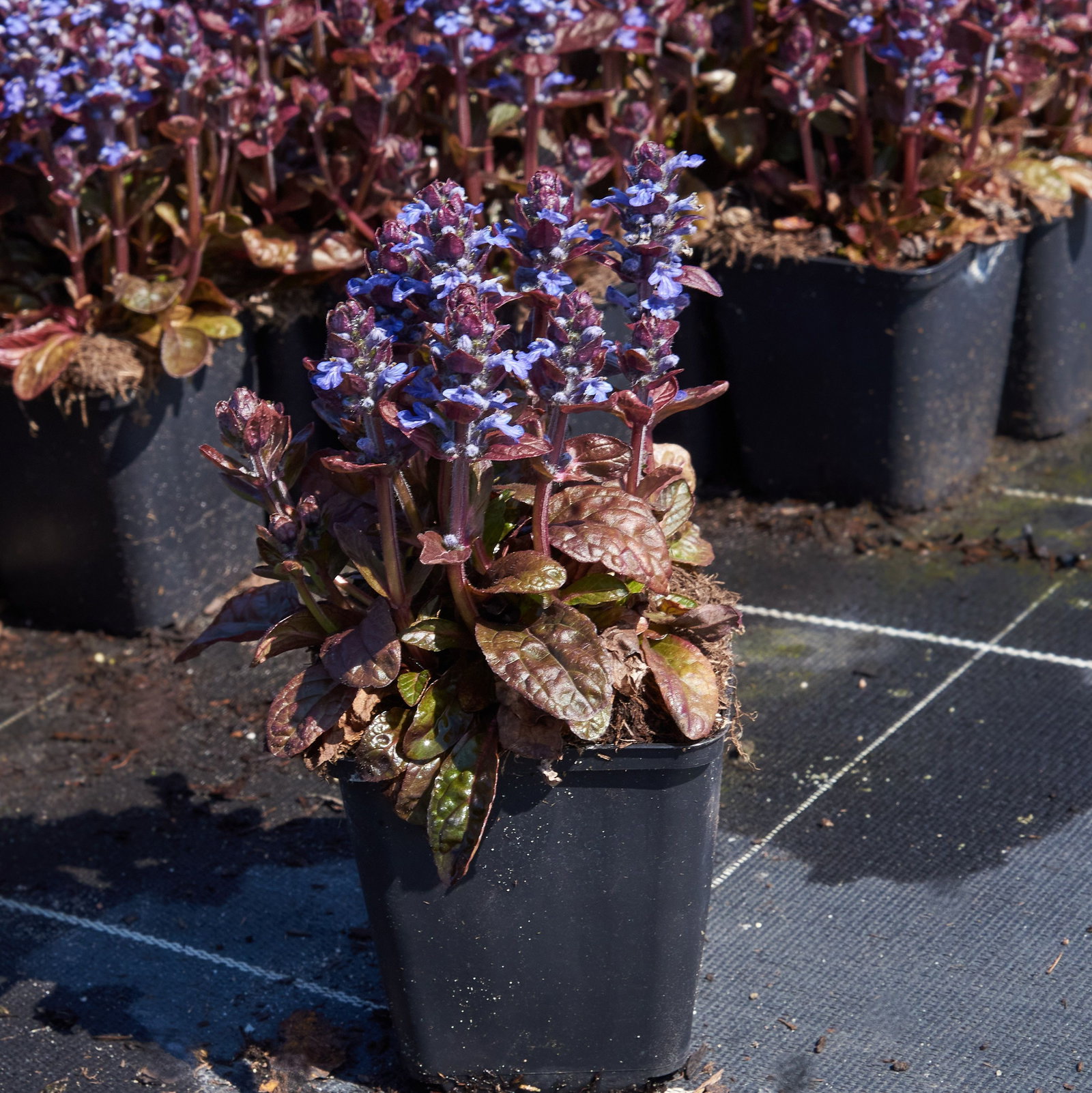 Kriechender Gnsel Elmblut - Ajuga reptans Elmblut gnstig kaufen