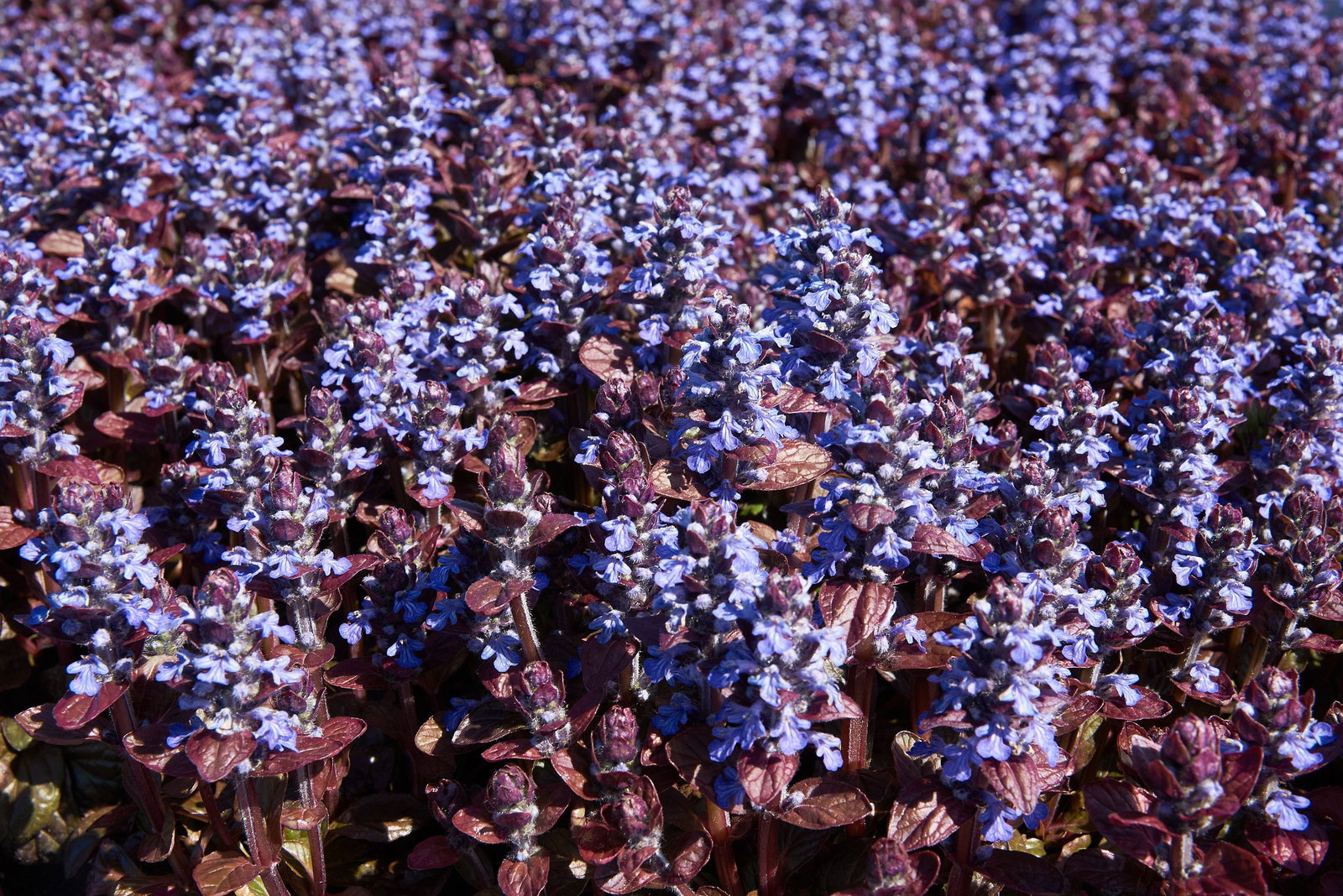 kirschlorbeer genolia erfahrungen Kirschlorbeer 'Genolia' kaufen – kompakte Hecke