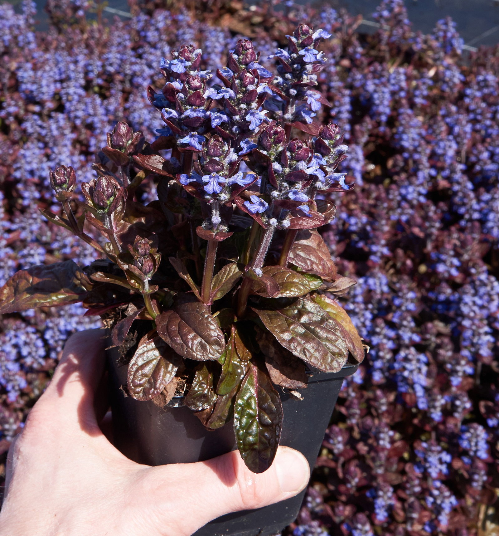 Kriechender Gnsel Elmblut - Ajuga reptans Elmblut gnstig kaufen