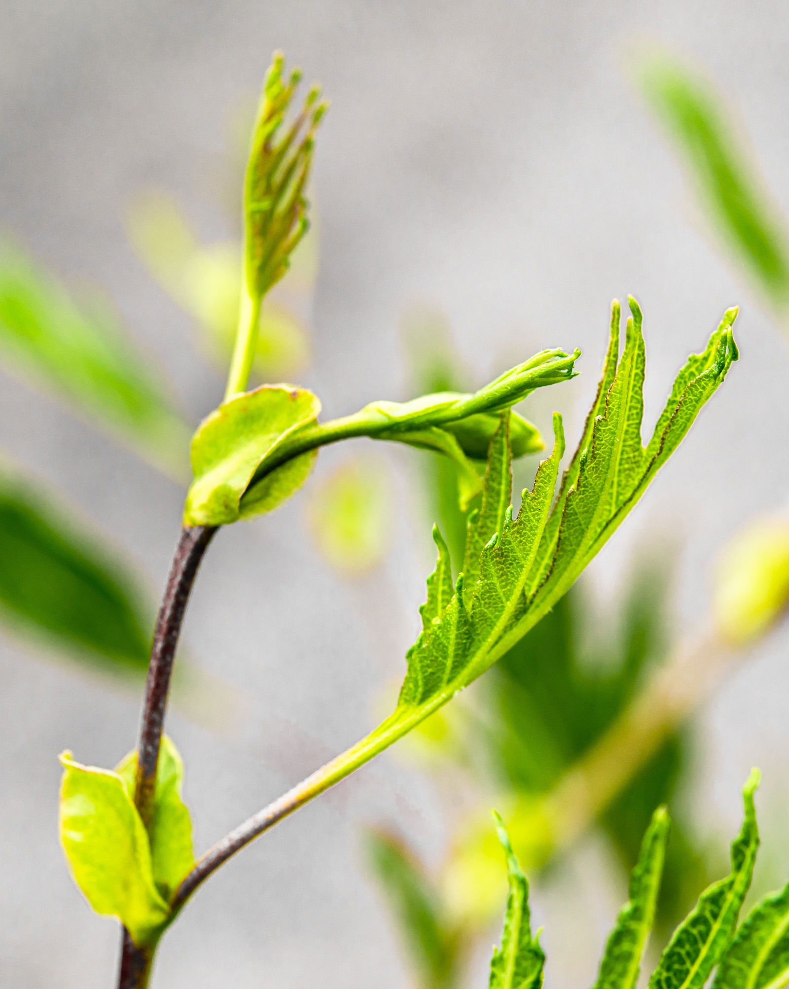 Kaiser Erle Imperialis Alnus glutinosa Imperialis günstig kaufen