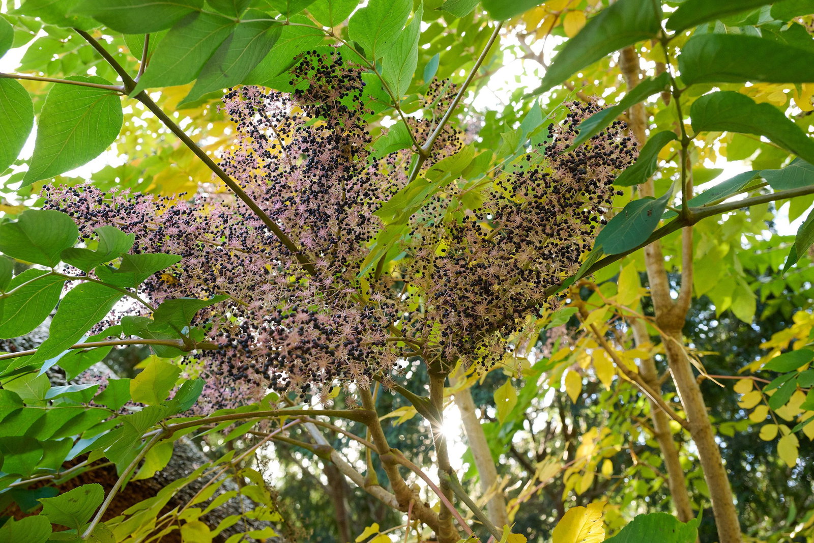Japanische Aralie - Aralia elata gnstig kaufen