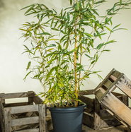 Golden gefurchter Bambus - Phyllostachys aureosulcata Aureocaulis gnstig  kaufen