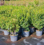 philodendron imperial golden Philodendron - Golden Malinonni plant