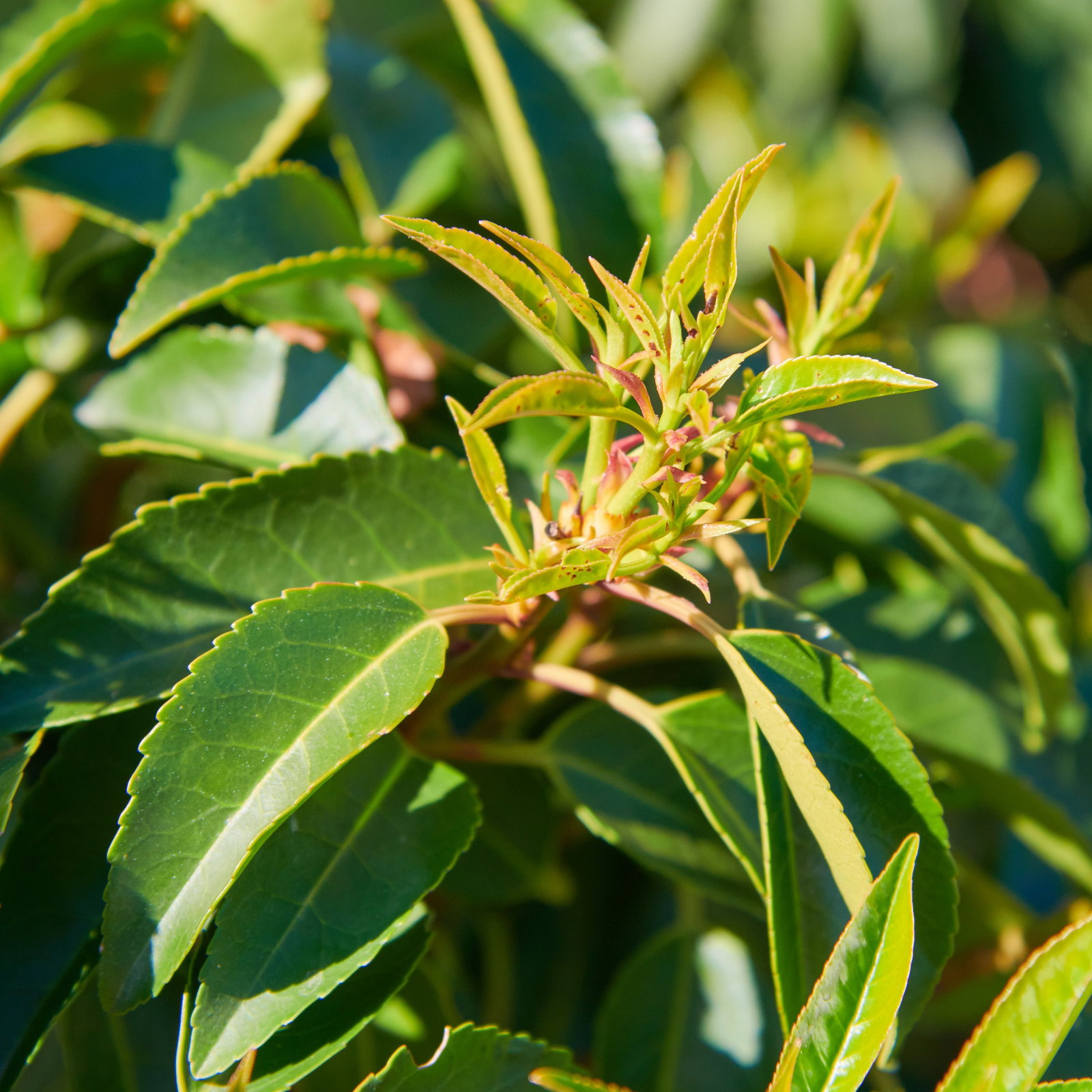 Portugiesische Lorbeerkirsche Myrtifolia - Prunus lusitanica Myrtifolia  gnstig kaufen