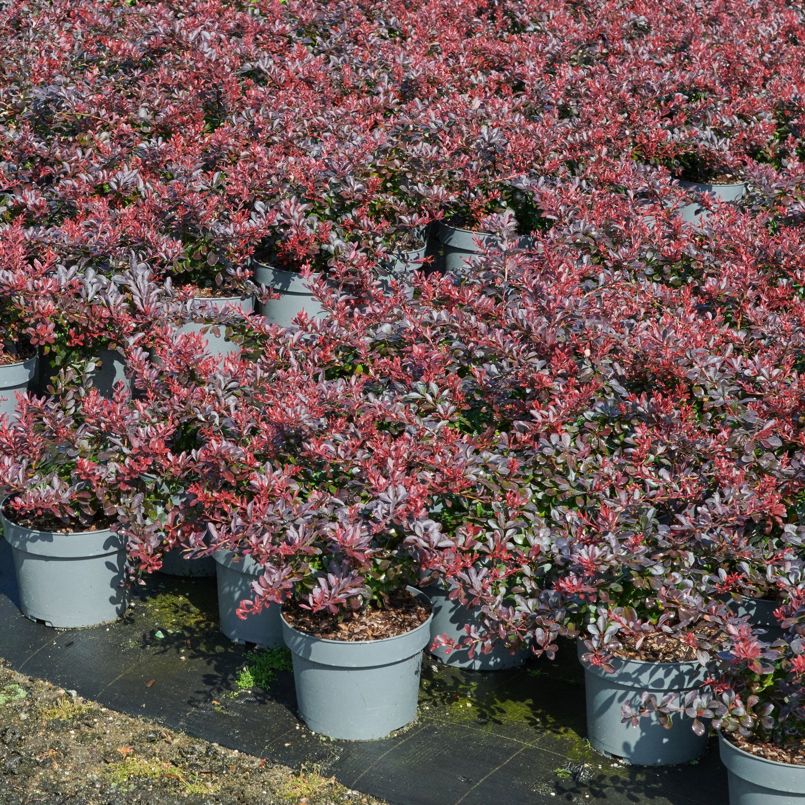 Kleine Blutberberitze - Berberis thunbergii Atropurpurea Nana gnstig kaufen
