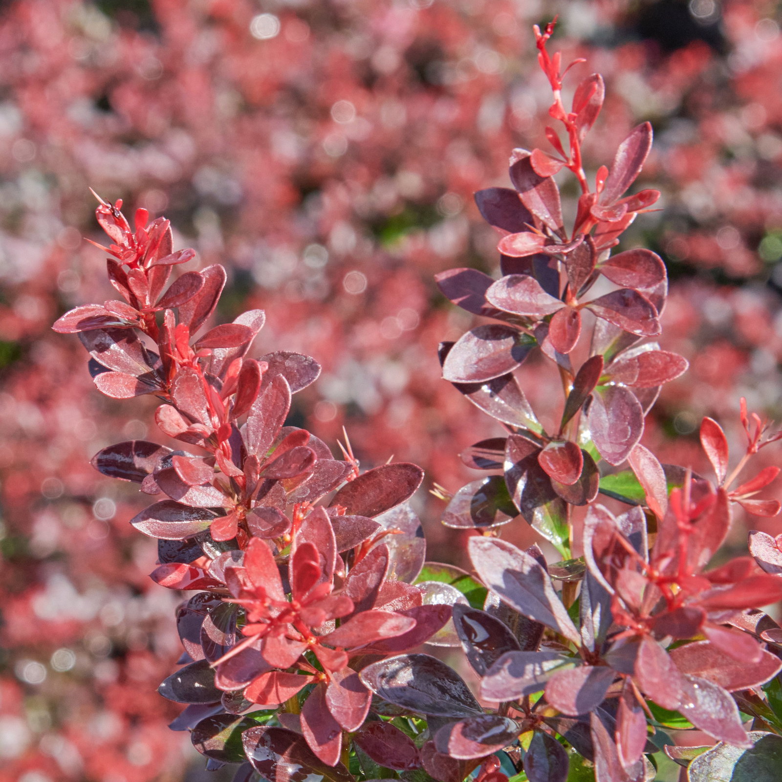 Kleine Blutberberitze - Berberis thunbergii Atropurpurea Nana gnstig kaufen