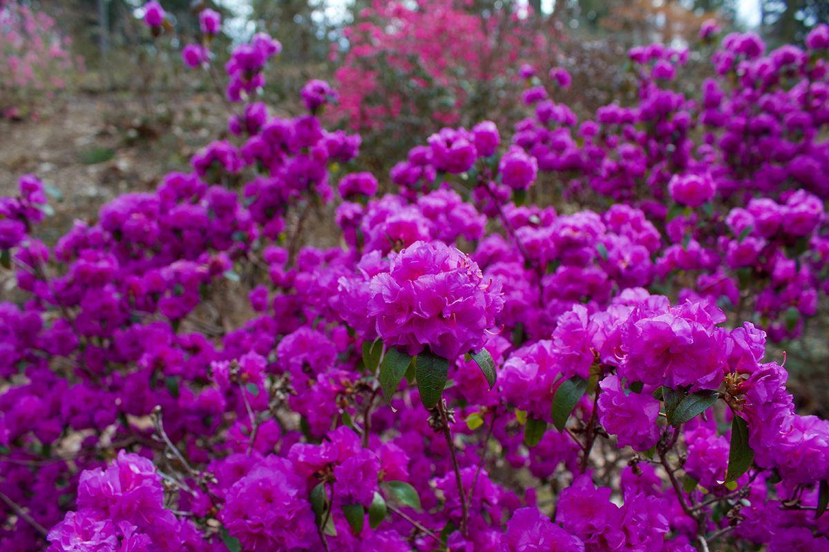 Rhododendron April Rose Rhododendron dauricum April Rose günstig kaufen