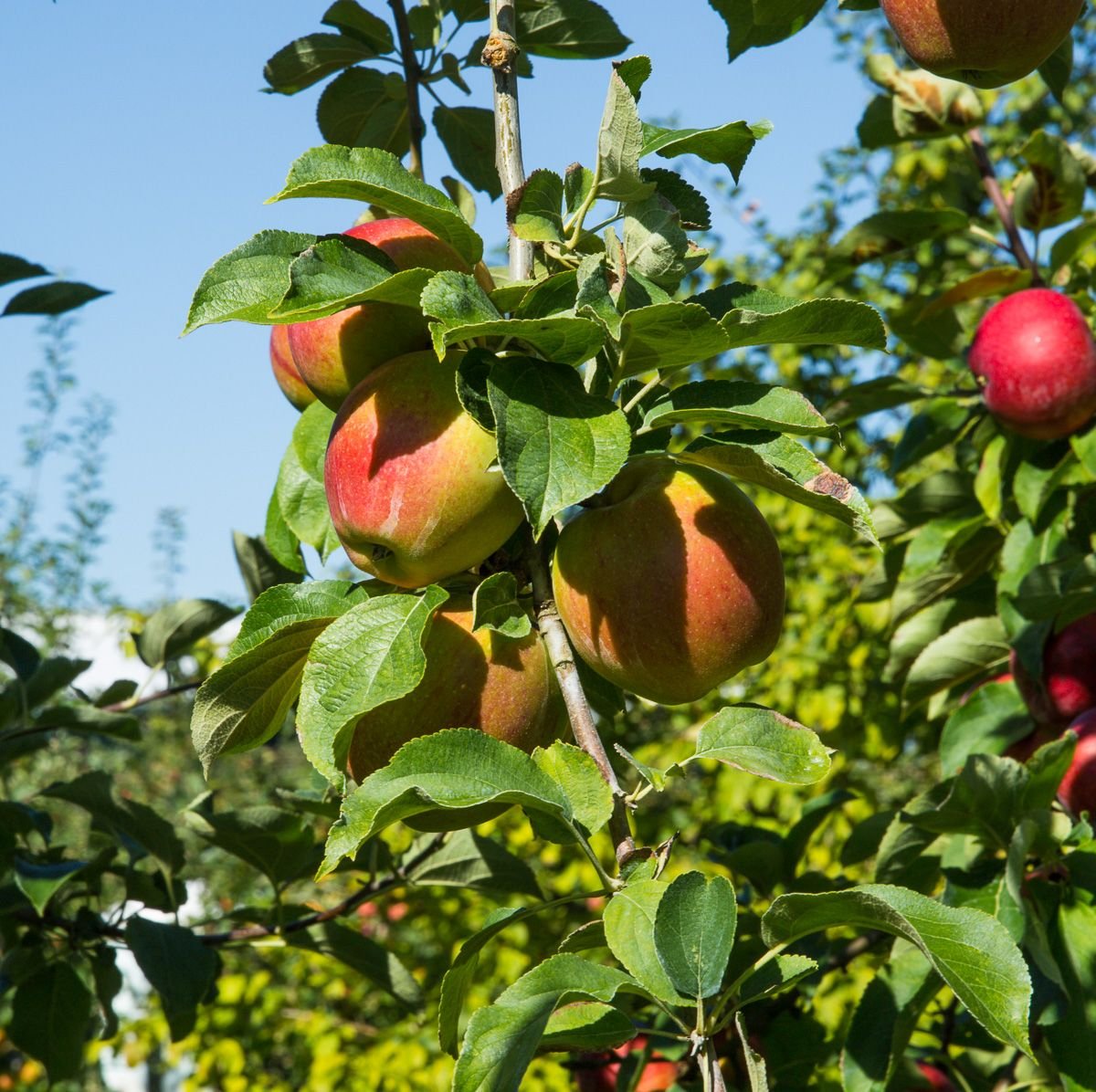 Apfel Rheinischer Krummstiel Malus Rheinischer Krummstiel günstig kaufen