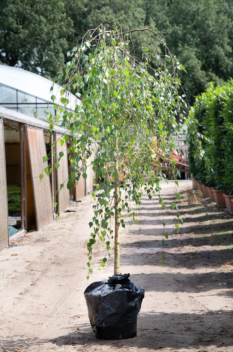 Betula Pendula Hängebirke 125-150 Cm Kaufen Bei