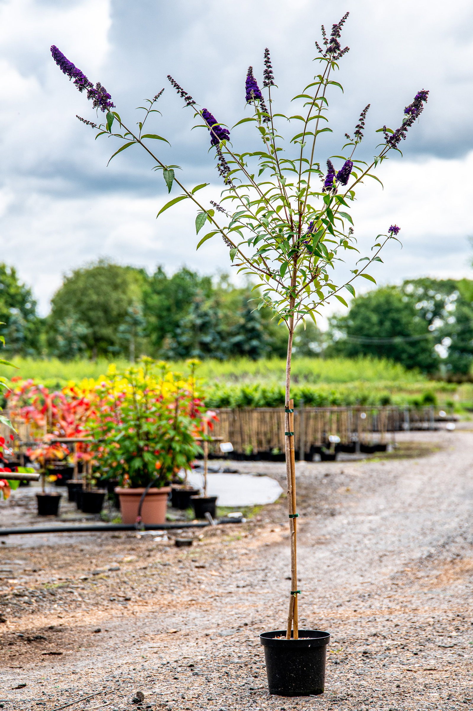 Sommerflieder Black Knight Buddleja davidii Black Knight günstig kaufen